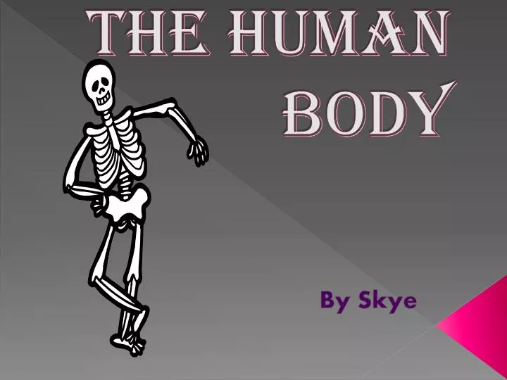 the human body