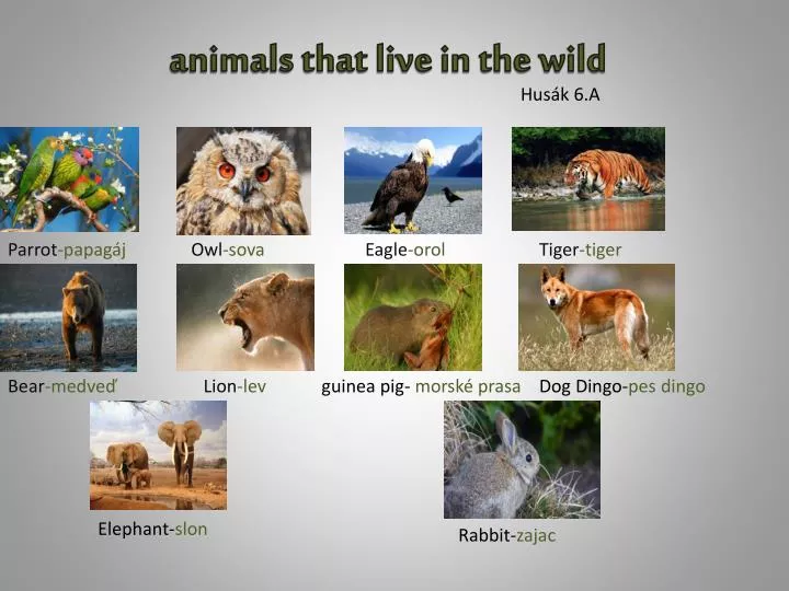 animals that live in the wild