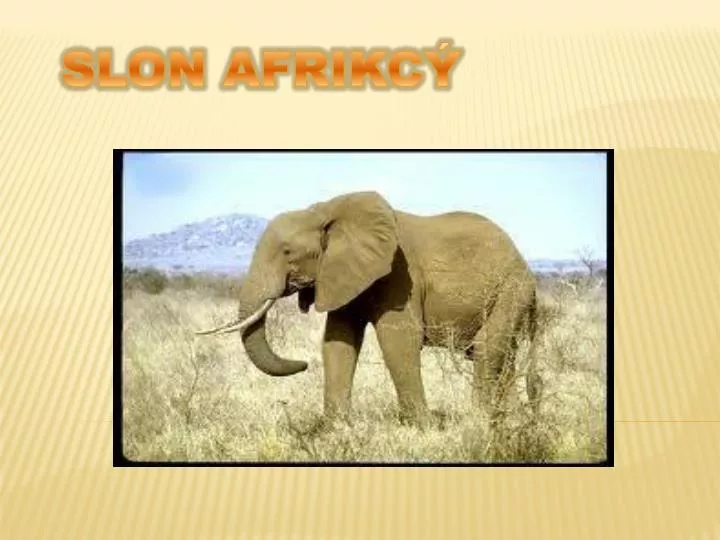 slon afrikc