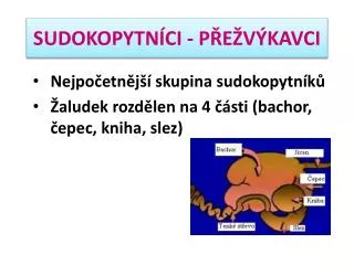 sudokopytn ci p e v kavci