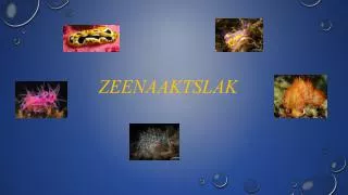 zeenaaktslak