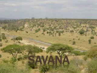 savana