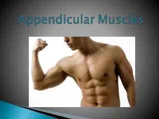 Appendicular Muscles