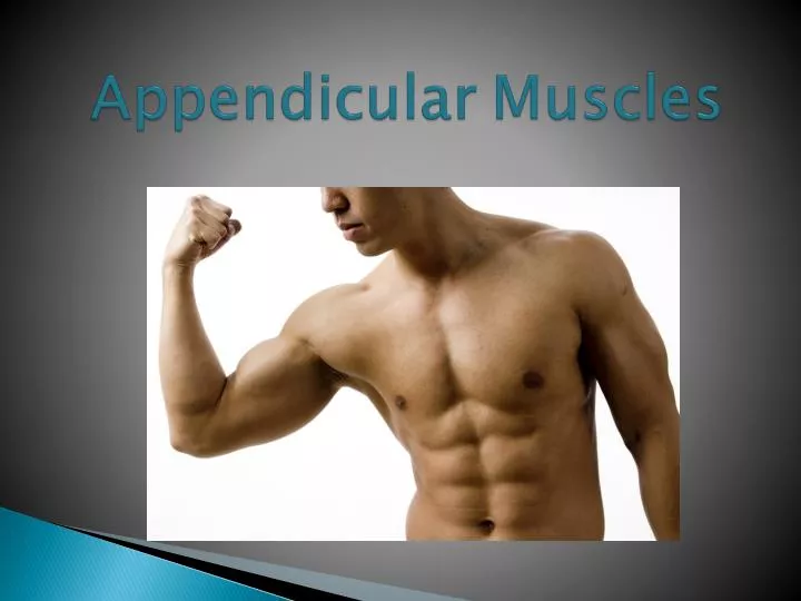 appendicular muscles