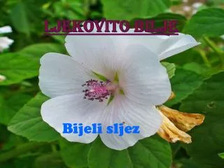 ljekovito bilje