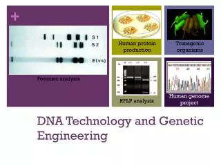 DNA Technology and Genetic Engineering