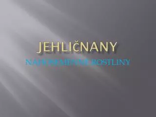 jehli nany
