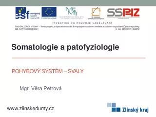 pohybov syst m svaly