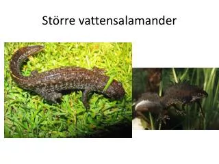 st rre vattensalamander