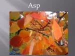 Asp - slide 1
