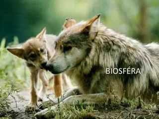 biosf ra