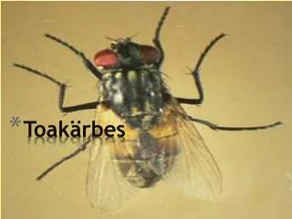 toak rbes