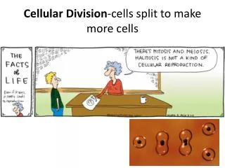 Cellular Division -cells split to make more cells
