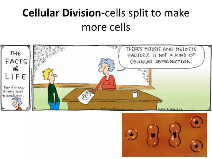 cellular division cells split to make more cells