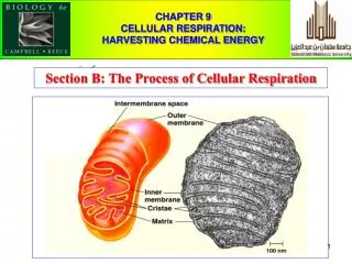 CHAPTER 9 CELLULAR RESPIRATION: HARVESTING CHEMICAL ENERGY