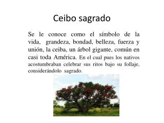 ceibo sagrado