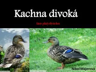 kachna divok