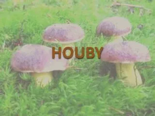 houby