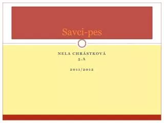 savci pes