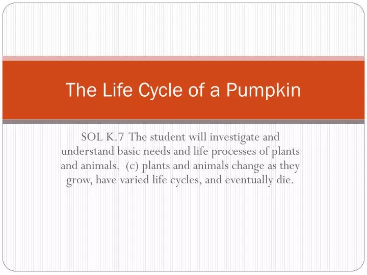 the life cycle of a pumpkin