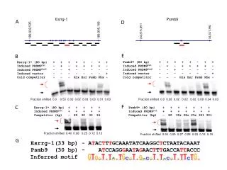 Esrrg-1* (80 bp) + + + + + - + +