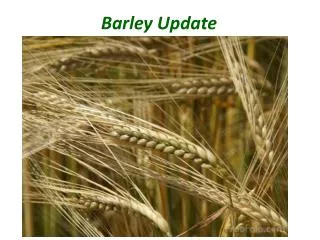 Barley Update