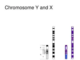 chromosome y and x