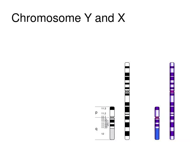 chromosome y and x