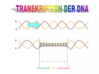 TRANSKRIPTION DER DNA