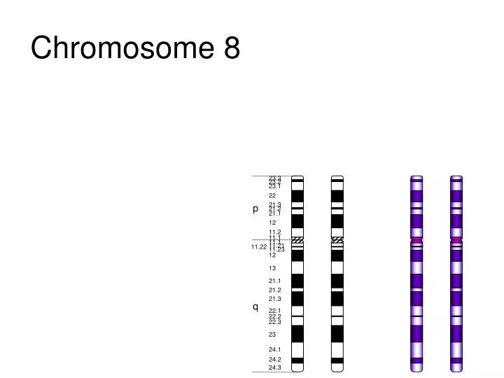 chromosome 8