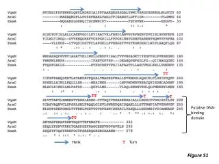 Putative DNA-binding domain