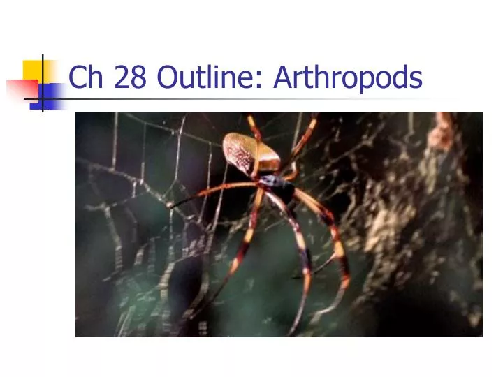 ch 28 outline arthropods