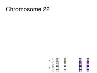 chromosome 22