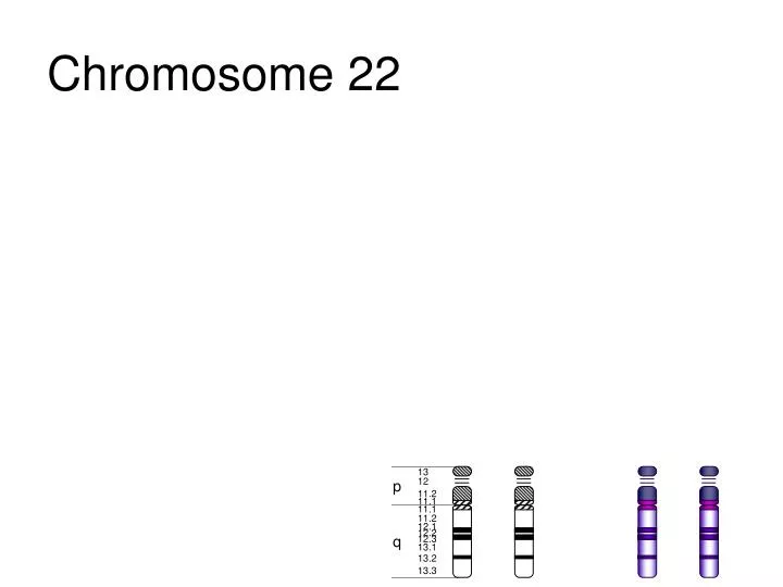 chromosome 22