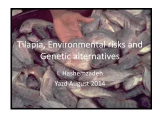 Tilapia, Environmental risks and Genetic alternatives
