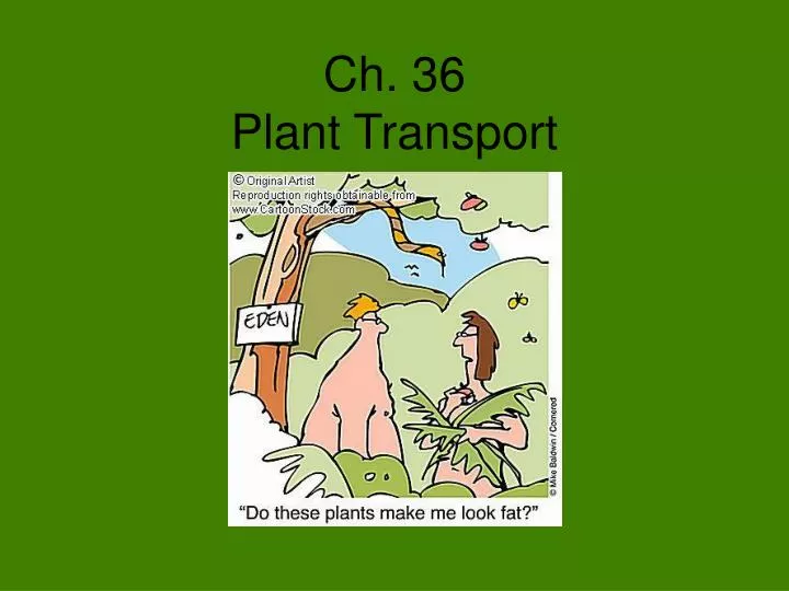 ch 36 plant transport