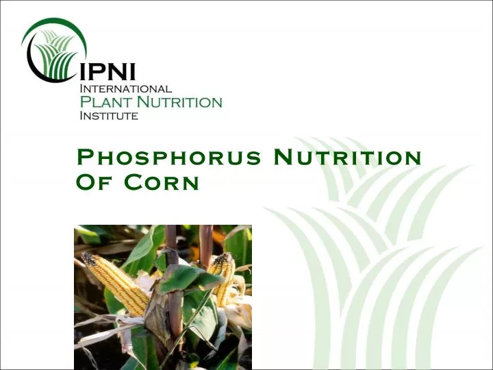 phosphorus nutrition of corn
