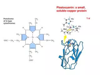 Plastocyanin: a small, soluble-copper protein