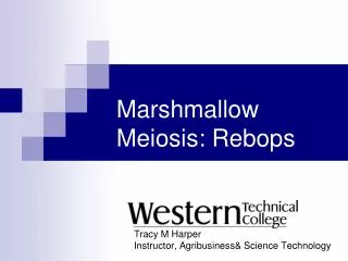 Marshmallow Meiosis: Rebops