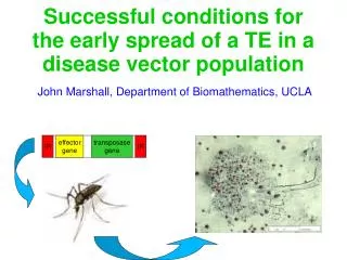 Successful conditions for the early spread of a TE in a disease vector population