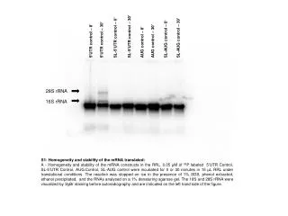 28S rRNA