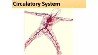 circulatory system