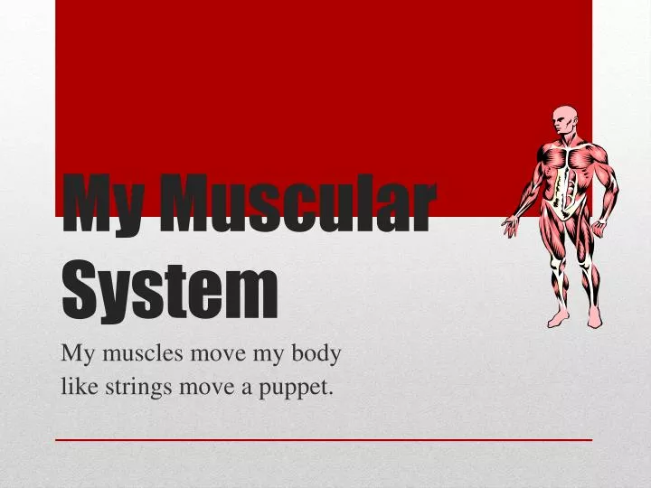 my muscular system