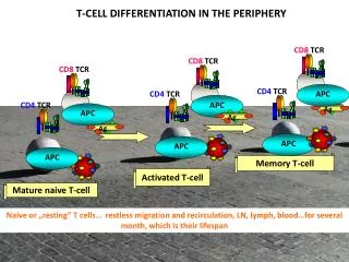 Activated T -cell
