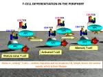 Activated T -cell - slide 1