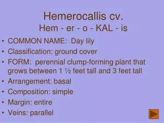 Hemerocallis cv . Hem - er - o - KAL - is