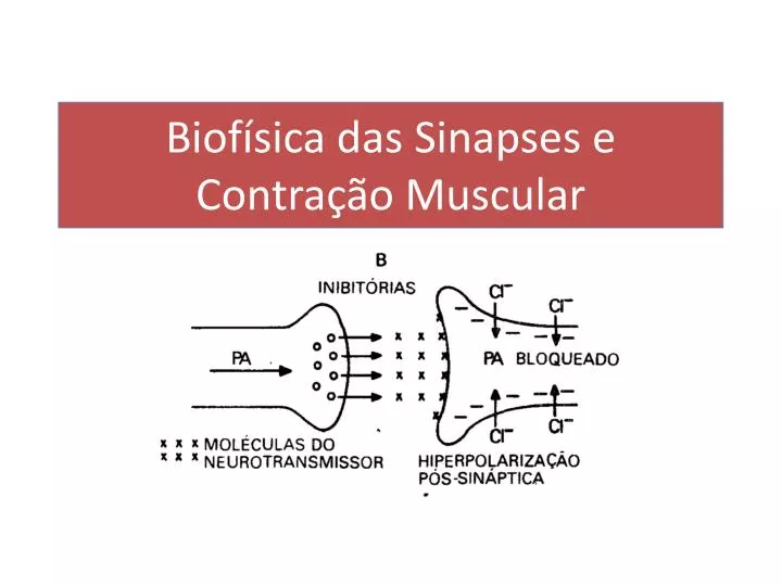biof sica das sinapses e contra o muscular