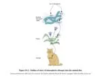 BIOSYNTHESIS OF AMINO ACIDS - slide 1