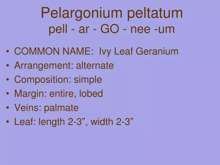 pelargonium peltatum pell ar go nee um
