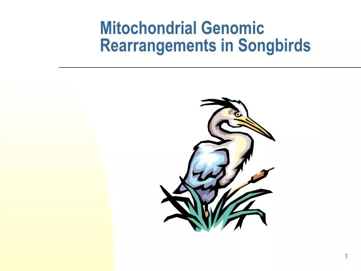 mitochondrial genomic rearrangements in songbirds